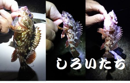 ウキが沈むと楽しい。